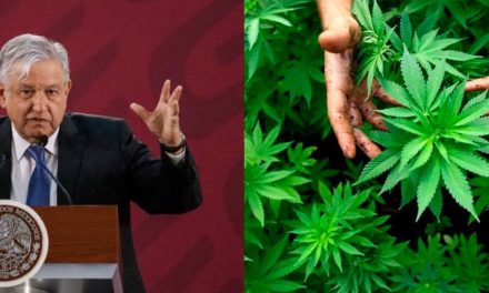 PRÓXIMA CONSULTA DE OBRADOR SERÍA SOBRE MARIHUANA