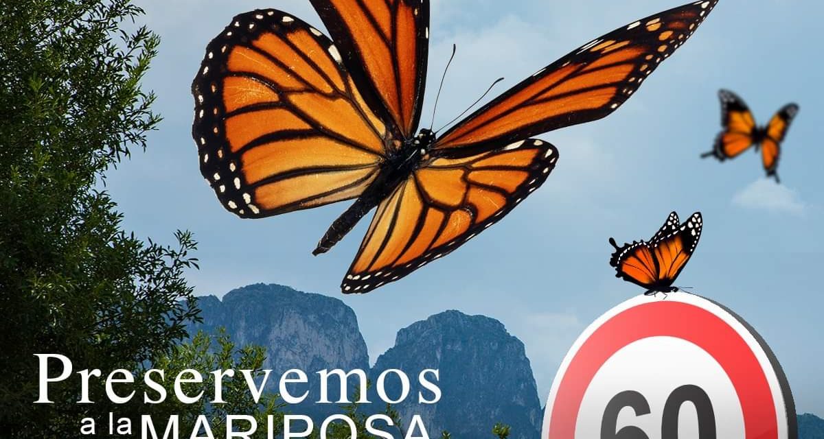 EXHORTA SAN PEDRO PROTEGER A LA MARIPOSA MONARCA