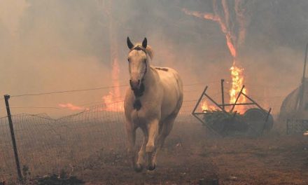 ARRASAN INCENDIOS CON ESPECIES ANIMALES DE AUSTRALIA