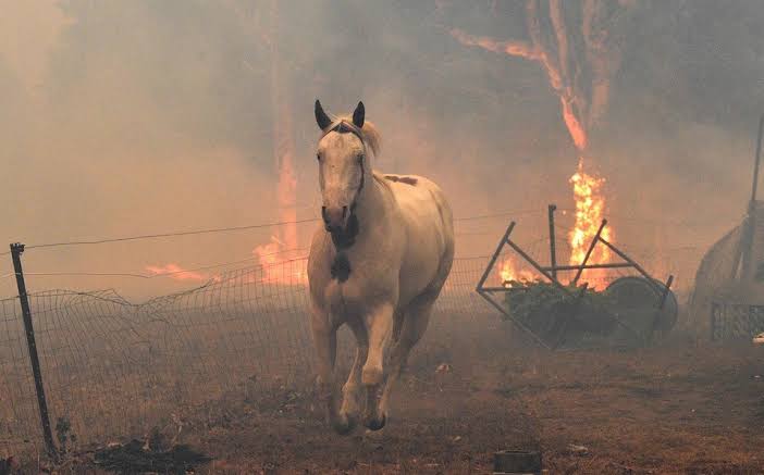 ARRASAN INCENDIOS CON ESPECIES ANIMALES DE AUSTRALIA