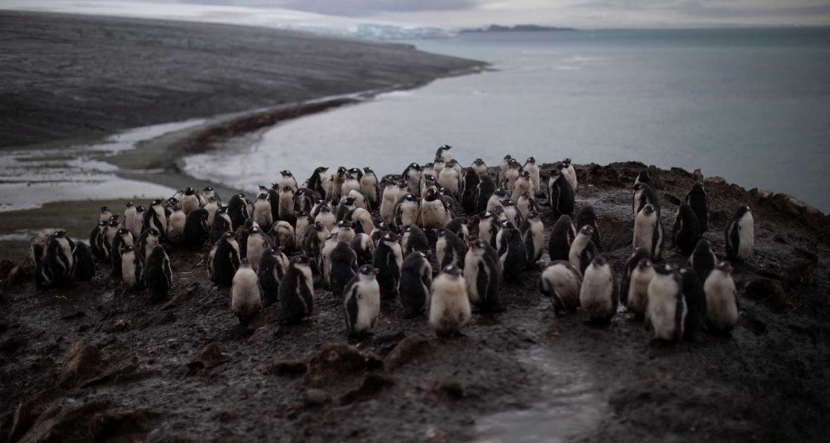  SE ESTÁN ACABANDO LOS PINGÜINOS DE LA ANTARTIDA