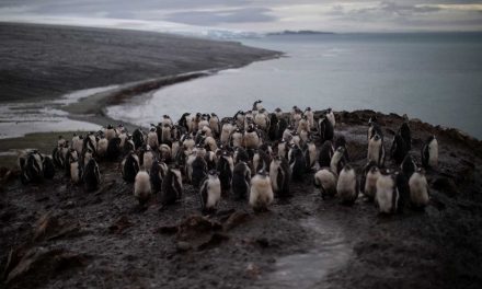  SE ESTÁN ACABANDO LOS PINGÜINOS DE LA ANTARTIDA