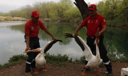 PELÍCANOS INVADEN MUNICIPIO DE ARAMBERRI NUEVO LEON.