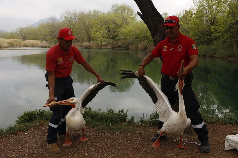 PELÍCANOS INVADEN MUNICIPIO DE ARAMBERRI NUEVO LEON.