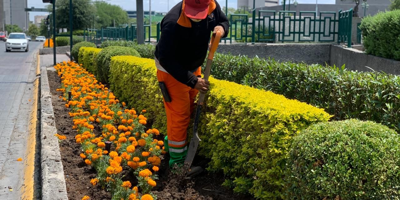 SIEMBRAN 37 MIL FLORES EN MONTERREY POR TEMPORADA