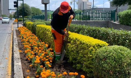 SIEMBRAN 37 MIL FLORES EN MONTERREY POR TEMPORADA