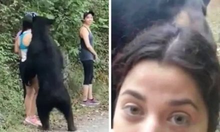 SE COLOCAN TRAMPAS PARA CAPTURAR AL OSO DEL PARQUE CHIPINQUE