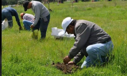 PIDEN AUDITORÍA Y MULTA AL PROGRAMA SEMBRANDO VIDA