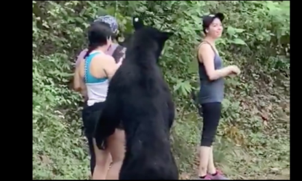 CHIPINQUE TOMARÁ MEDIDAS ESTRCITAS RESPECTO A LA VIDA SILVESTRE DEL PARQUE