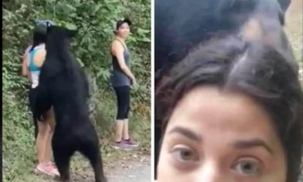 SE COLOCAN TRAMPAS PARA CAPTURAR AL OSO DEL PARQUE CHIPINQUE