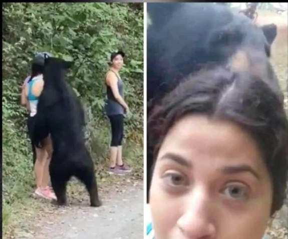 SE COLOCAN TRAMPAS PARA CAPTURAR AL OSO DEL PARQUE CHIPINQUE