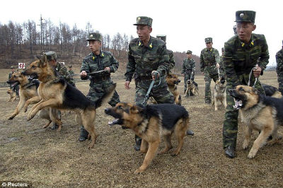 KIM JONG-UN PROHÍBE TENER A PERROS COMO MASCOTA EN NORCOREA