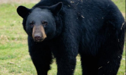 OTRA VEZ “OSO SOCIABLE” ACAPARA ATENCIÓN POR INUSUALES ACCIONES