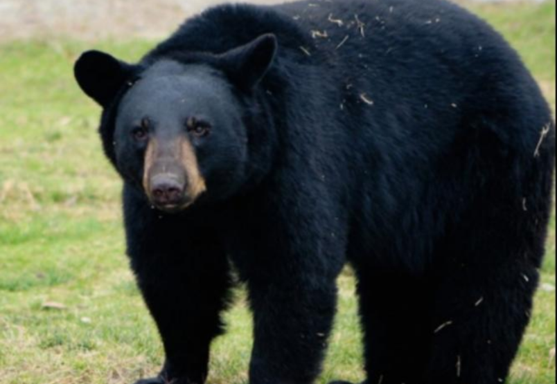 OTRA VEZ “OSO SOCIABLE” ACAPARA ATENCIÓN POR INUSUALES ACCIONES