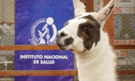 PERÚ DESARROLLA PROYECTO PARA NEUTRALIZAR AL COVID-19 A TRAVÉS DE LLAMAS.<br>LA LLAMA ‘’TITO’’