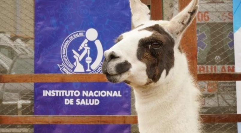 PERÚ DESARROLLA PROYECTO PARA NEUTRALIZAR AL COVID-19 A TRAVÉS DE LLAMAS.<br>LA LLAMA ‘’TITO’’