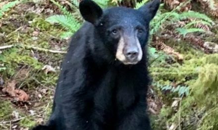 TEMEN POR LA VIDA DE “OSO SOCIABLE” AL NO SABER NADA DE ÉL