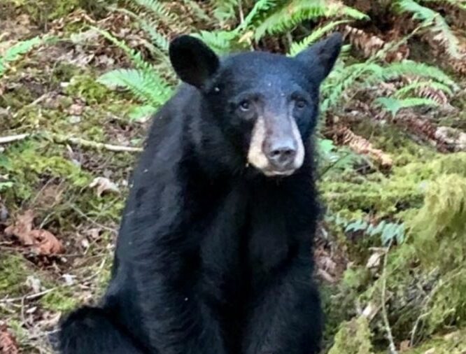 TEMEN POR LA VIDA DE “OSO SOCIABLE” AL NO SABER NADA DE ÉL