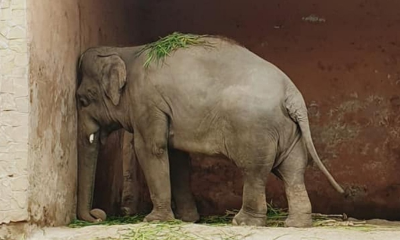 CONCLUYE ENCIERRO PARA KAAVAN EL ELEFANTE TRISTE, IRÁ A UNA RESERVA NATURAL PARA SEGUIR CON SU VIDA