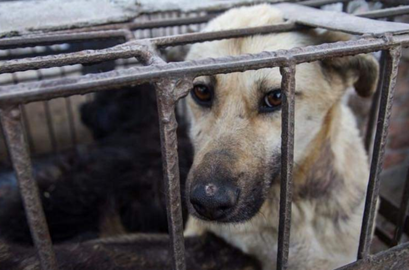 ESCOBEDO SE CONVIERTE EN EL PRIMER MUNICIPIO QUE REALIZA UN JUICIO POR MALTRATO ANIMAL