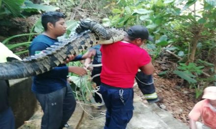 CAPTURAN A COCODRILO QUE PASEABA TRANQUILAMENTE POR LA PLAYA DE ACAPULCO<br>