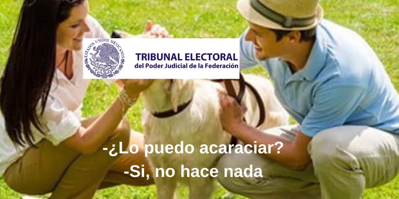 TEPFJ DICE NO, MORENA DICE SI; ASPIRANTES A PRESIDENCIA DE MORENA REALIZAN CAMPAÑA AÚN Y CUANDO LO TENÍAN PROHIBIDO