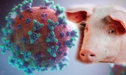 Y, POR SI FUERA POCO, UN GRUPO DE CIENTIFICOS DESCUBREN Y ALERTAN SOBRE LA PROPAGACIÓN EN HUMANOS DEL “CORONAVIRUS PORCINO”