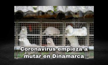 MANTENER VIVOS A LOS ANIMALES O CORRER RIESGO DE MUTACIÓN DE CORONAVIRUS, DINAMARCA TIENE DIFICIL DECISIÓN