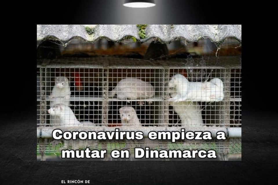 MANTENER VIVOS A LOS ANIMALES O CORRER RIESGO DE MUTACIÓN DE CORONAVIRUS, DINAMARCA TIENE DIFICIL DECISIÓN