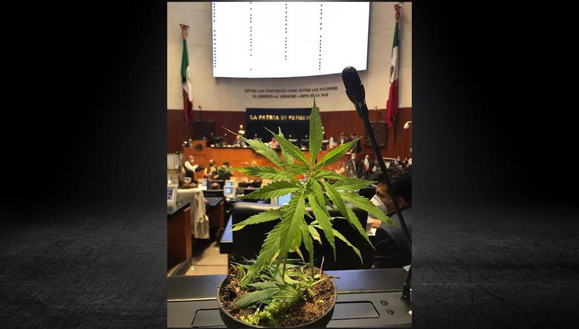 MORENA EXIGIÓ QUE SE RETOMARA EL TEMA DE LA MARIGUANA, PARECE QUE YA SABEMOS DE DONDE VIENEN SUS LOCURAS