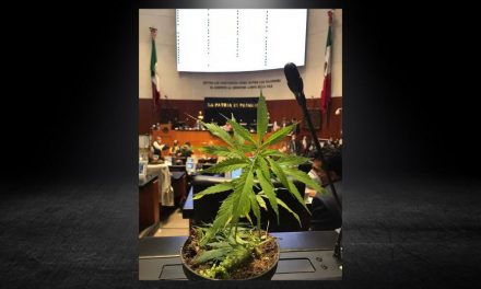 MORENA EXIGIÓ QUE SE RETOMARA EL TEMA DE LA MARIGUANA, PARECE QUE YA SABEMOS DE DONDE VIENEN SUS LOCURAS