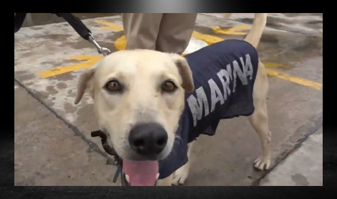 EL PERRO SENSACIÓN DE LOS ÚLTIMOS DÍAS, YA TIENE NUEVA CASA, ES DECIR, SE QUEDA EN LA MARINA QUIEN LO ADOPTÓ Y YA ESTÁ EN BUSCA DE UN NUEVO NOMBRE PARA ÉL