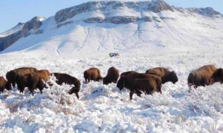 REAPARECEN BISONTES EN EL ESTADO DE COAHUILA.