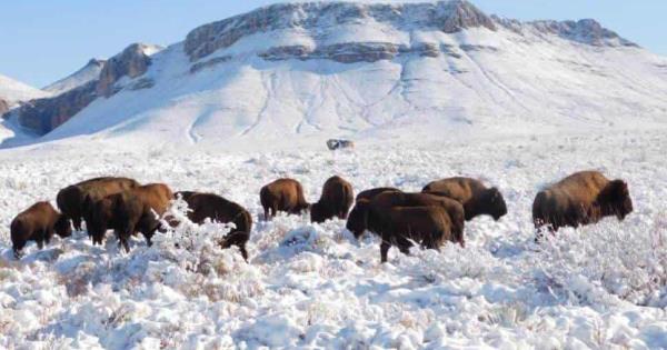 REAPARECEN BISONTES EN EL ESTADO DE COAHUILA.