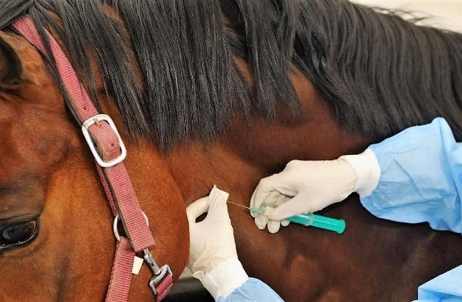 LA NUEVA POLÉMICA: QUE TANTO AYUDA EL SUERO EQUINO PARA LOS PACIENTES CON COVID-19