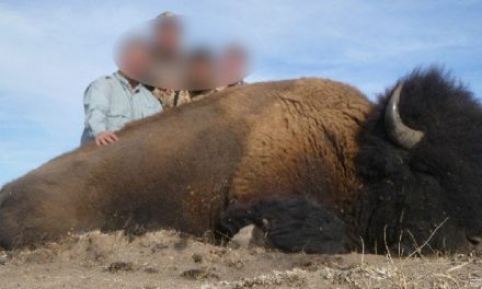 LA MALDITA MENTALIDAD HUMANA, REAPARECEN BISONTES AMERICANOS EN COAHUILA Y CAZADORES YA ATRAPARON A UNO PARA COLGARLO EN SUS PAREDES ¡O COMERLO!