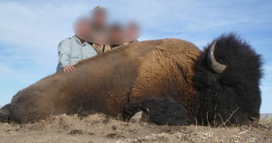 LA MALDITA MENTALIDAD HUMANA, REAPARECEN BISONTES AMERICANOS EN COAHUILA Y CAZADORES YA ATRAPARON A UNO PARA COLGARLO EN SUS PAREDES ¡O COMERLO!