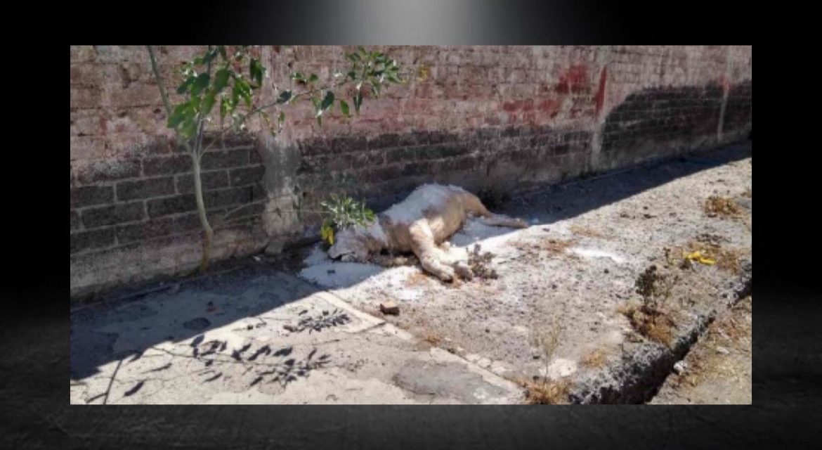 MATAN LEÓN Y LO DEJAN TIRADO… PERO SE TARDAN 4 DÍAS EN IR A RECOGER EL CADÁVER