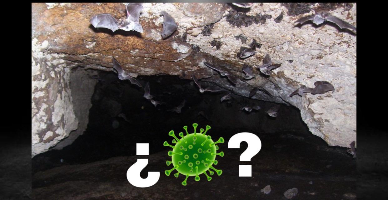 ANTE LA FALTA DE PRUEBAS, LA OMS CENTRARÁ SU INVESTIGACIÓN SOBRE EL COVID-19 EN LAS CUEVAS DE MURCIÉLAGOS