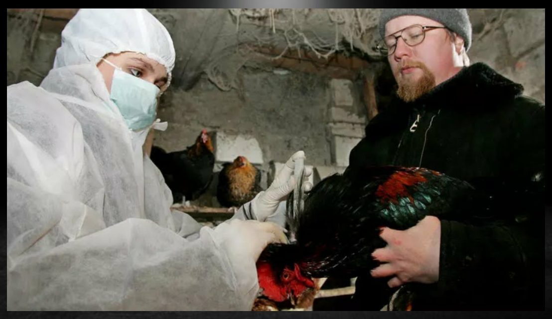 RUSIA TIENE BROTE DE LA GRIPE AVIAR H5N8 QUE AFECTA A LOS HUMANOS