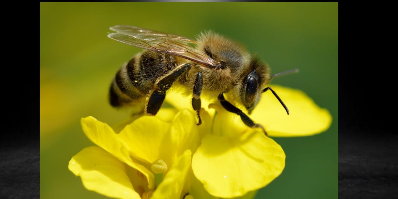 ABEJAS: ESPECIE DE PROTECCIÓN PRIORITARIA EN TODA LA REPÚBLICA MEXICANA