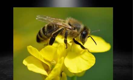 ABEJAS: ESPECIE DE PROTECCIÓN PRIORITARIA EN TODA LA REPÚBLICA MEXICANA