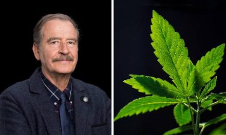 POR FIN COINCIDEN VICENTE FOX Y LÓPEZ OBRADOR QUE SE LEGALICE LA MARIHUANA PARA USO MEDICINAL