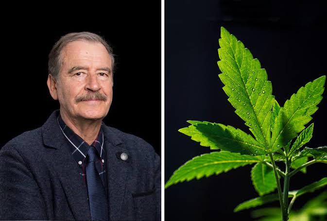 POR FIN COINCIDEN VICENTE FOX Y LÓPEZ OBRADOR QUE SE LEGALICE LA MARIHUANA PARA USO MEDICINAL