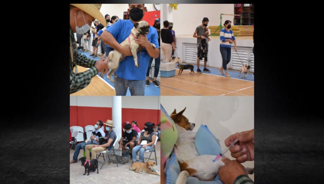 GOBIERNO DE MONTERREY ESTERILIZA GRATIS EN UN DÍA A MÁS DE 140 PERROS Y GATOS<br>