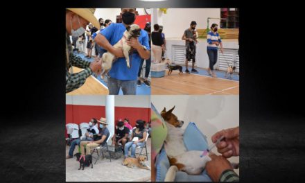 GOBIERNO DE MONTERREY ESTERILIZA GRATIS EN UN DÍA A MÁS DE 140 PERROS Y GATOS<br>