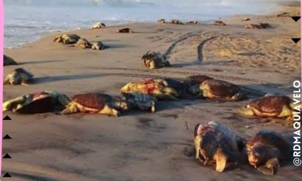 ACTIVIDADES REALIZADAS POR PERSONAS, PROVOCAN LA MUERTE DE TORTUGAS GOLFINAS EN OAXACA