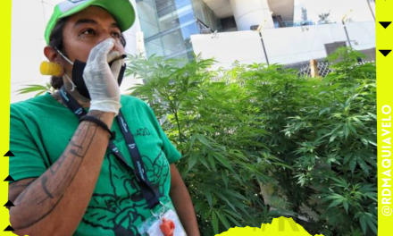 MEXICANOS PODRÁN TRAER MÁS DE 5 GRAMOS DE MARIHUANA PARA CONSUMO PROPIO