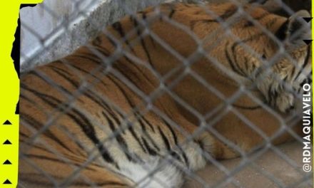 RESCATAN A TIGRES DE BENGALA QUE SUFRÍAN MALTRATO