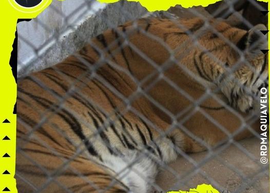 RESCATAN A TIGRES DE BENGALA QUE SUFRÍAN MALTRATO